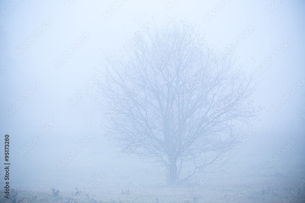 Beautiful frozen tree Beautiful frozen tree