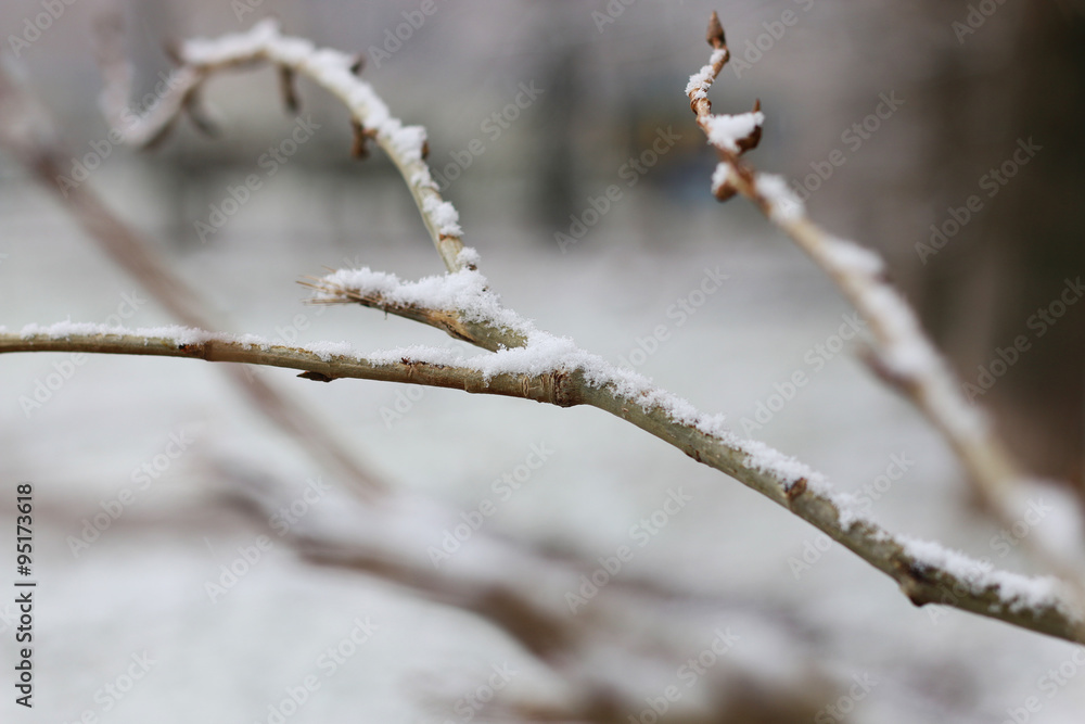 First winter snow branches