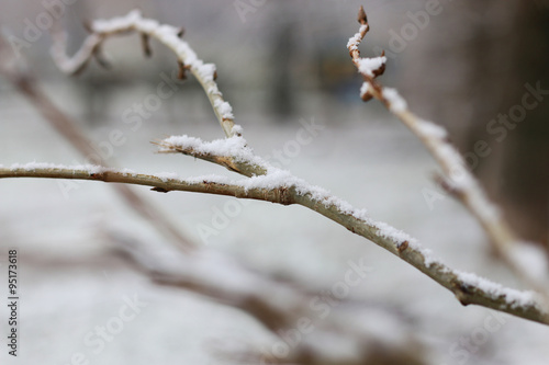 First winter snow branches © alexkich