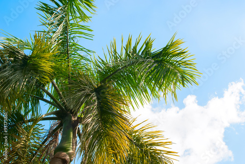 Palm Tree on Blue Sky. Background for Holiday Travel Card