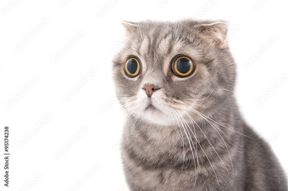 Portrait of a surprised cat breed Scottish Fold.. Stock-foto | Adobe Stock