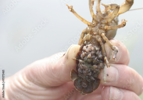 Baby Crayfish Clinging to the Mother