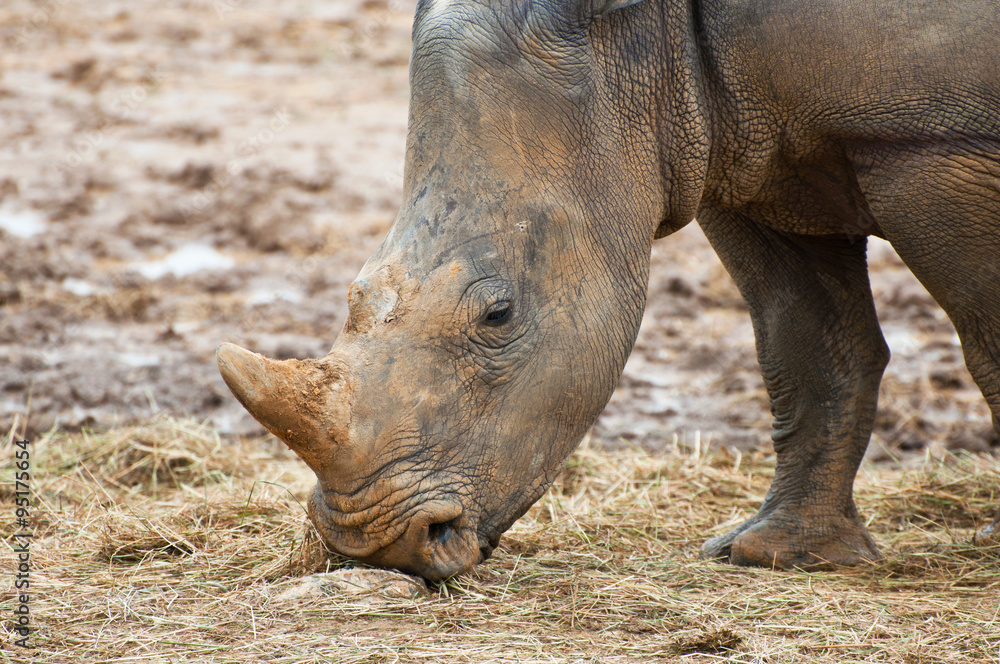 Close up of a wild African rhino Close up of a wild African rhino