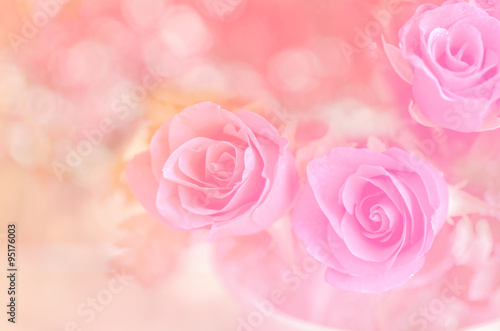 Roses on the pink background