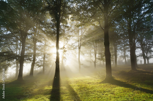 Fototapeta Naklejka Na Ścianę i Meble -  morning sun rays on forest