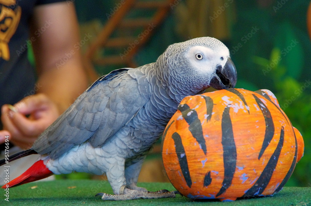 Fototapeta premium Timneh Grey Parrot