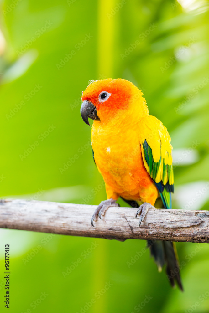 beautiful parrot,sun conure