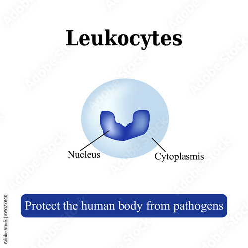 The structure of the white blood cells. Leukocyte. Vector illustration