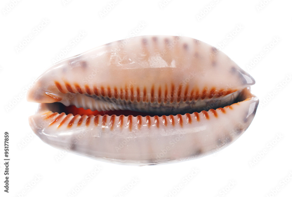 Sea shell isolated on white background