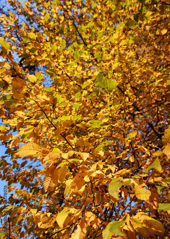Autumn  leaves background