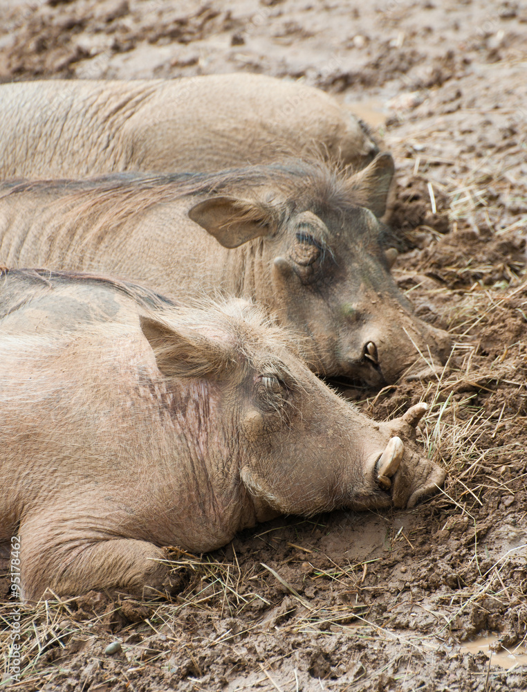 African warthogs