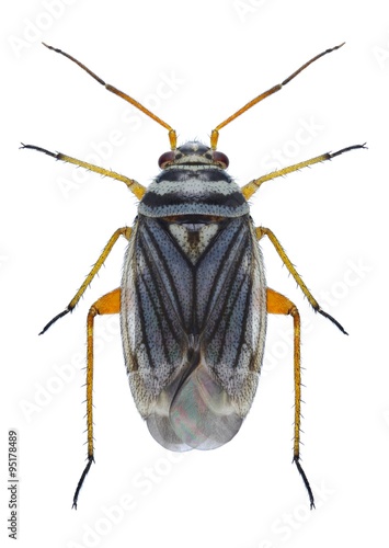 Bug Opisthotaenia fulvipes © als