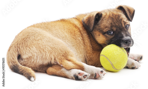 Puppy with tennis ball.