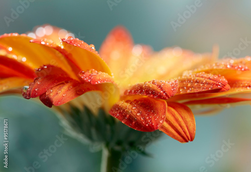 Fototapeta Naklejka Na Ścianę i Meble -  Orange daisy gerbera flower with waterdrops over green backgroun