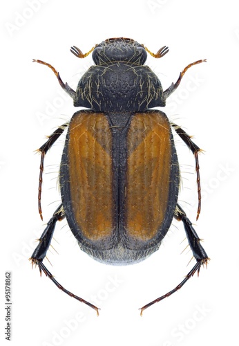 Beetle Omaloplia ruricola
