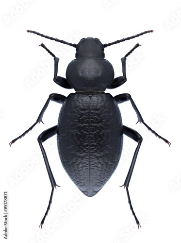 Beetle Tentyria nomas photo