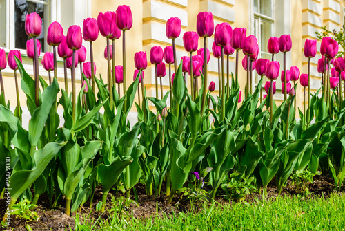 Fototapeta Naklejka Na Ścianę i Meble -  Beautiful colorful tulips in the yard.