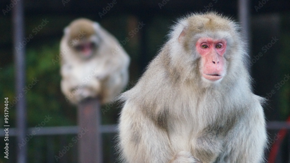 Naklejka premium 猿