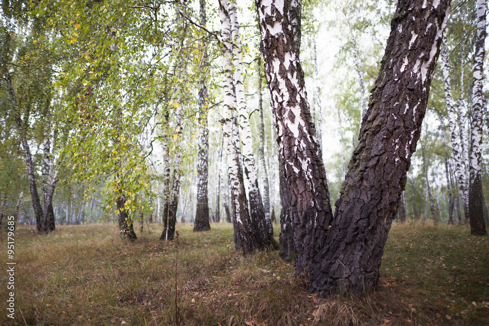 birch grove autumn at times in the morning mist birch grove autumn at times in the morning mist