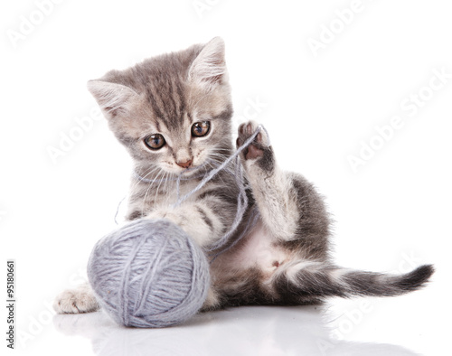 Фотография funny gray kitten