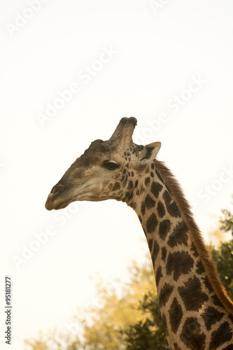 Giraffe in Kruger National Park