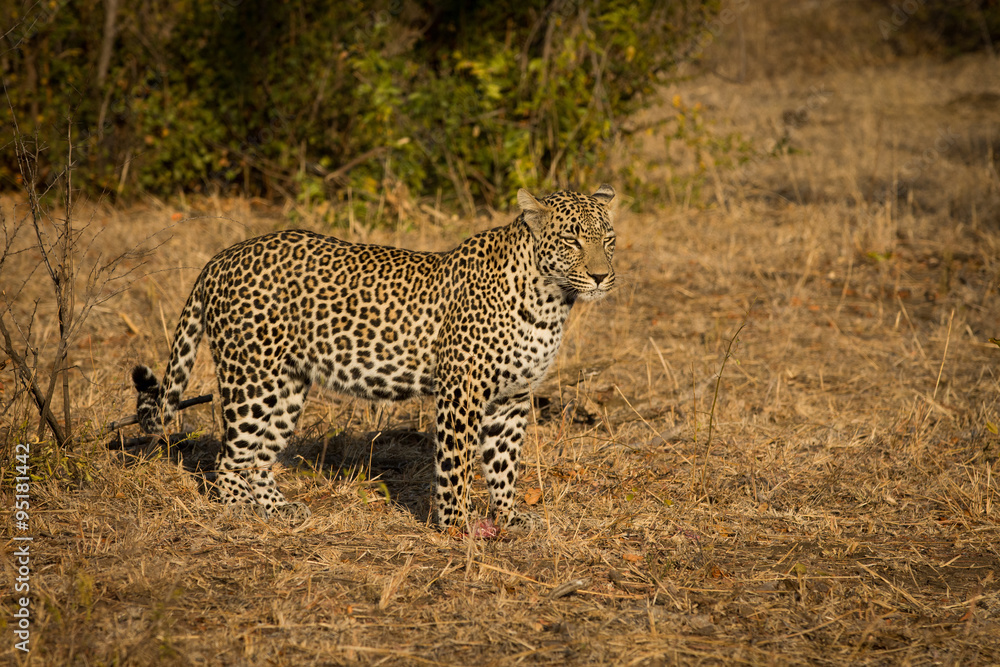 Fototapeta premium Leopard in morning sun