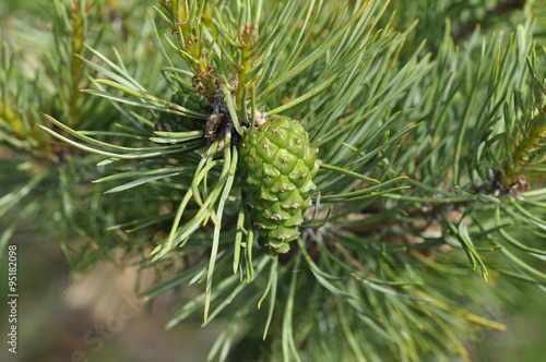 pine branch with cone