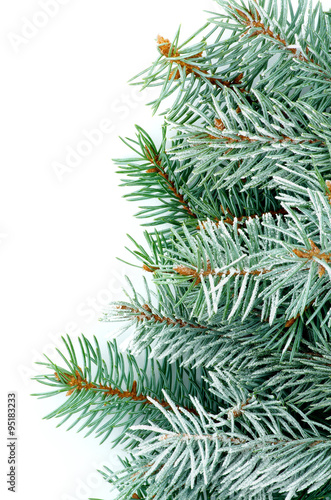 Green Spruce Branches