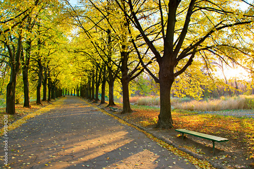 Beautiful autumn park