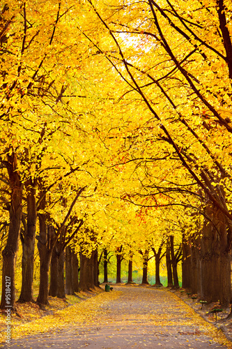Fototapeta Naklejka Na Ścianę i Meble -  Beautiful autumn trees
