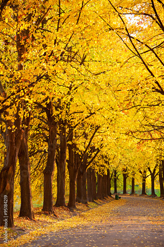 Fototapeta Naklejka Na Ścianę i Meble -  Autumnal linden alley