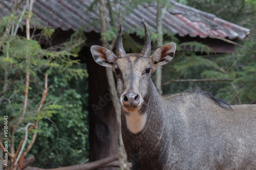 Portrait of Cheetal Spotted deer. © phonrat