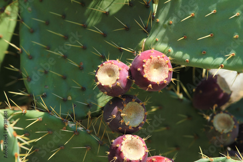 Cactus fruit