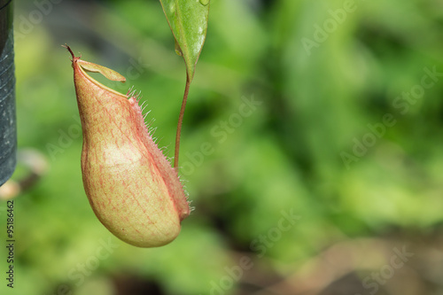 Fototapeta Naklejka Na Ścianę i Meble -  Insectivorous plants Nepenthes Ampullaria