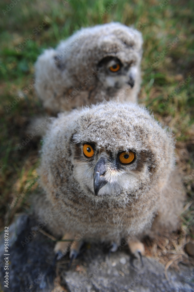 9 Best Bebe Hibou Grand Duc Images Stock Photos Vectors Adobe Stock 9 Best Bebe Hibou Grand Duc Images Stock Photos Vectors Adobe Stock