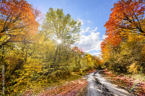 Autumn Forest multicolored trees. Soft Sun light and rainbow