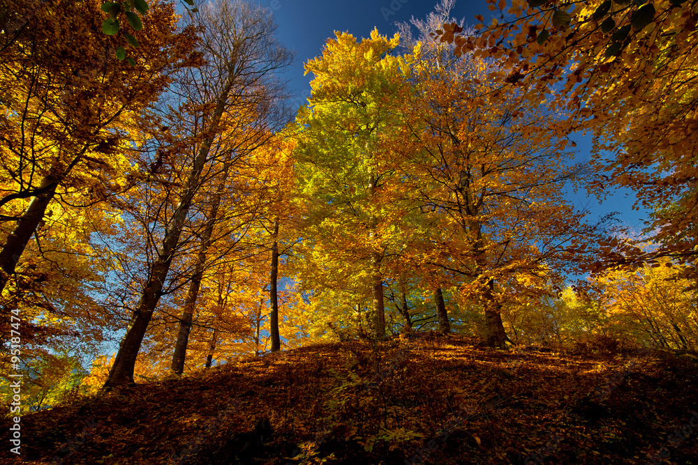 Autumn Forest