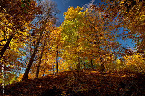 Fototapeta Naklejka Na Ścianę i Meble -  Autumn Forest