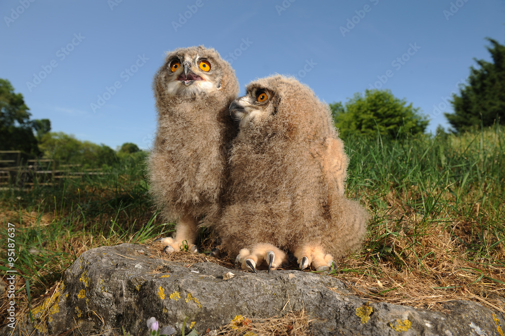 9 Best Bebe Hibou Grand Duc Images Stock Photos Vectors Adobe Stock 9 Best Bebe Hibou Grand Duc Images Stock Photos Vectors Adobe Stock
