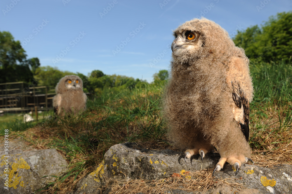 9 Best Bebe Hibou Grand Duc Images Stock Photos Vectors Adobe Stock 9 Best Bebe Hibou Grand Duc Images Stock Photos Vectors Adobe Stock