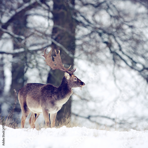 A fallow deer buck in the winter snow