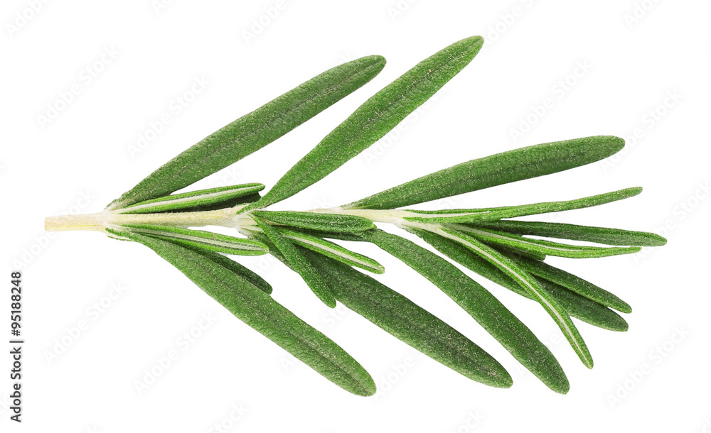 Sprig of fresh rosemary isolated on white Sprig of fresh rosemary isolated on white