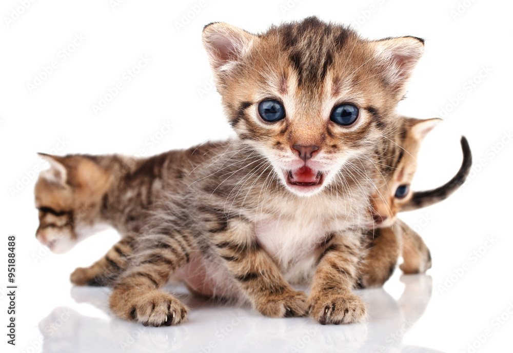 Obraz premium Little striped kittens