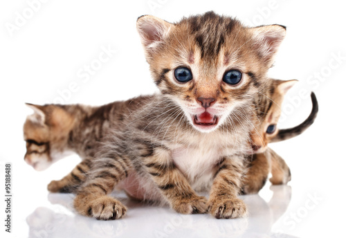 Little striped kittens © serkucher
