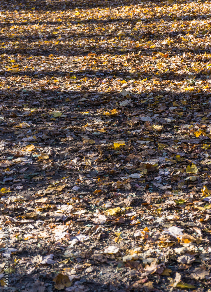 stripes of sunlight shining through the trees on the leaves fallen on the forest floor
stripes of sunlight shining through the trees on the leaves fallen on the forest floor