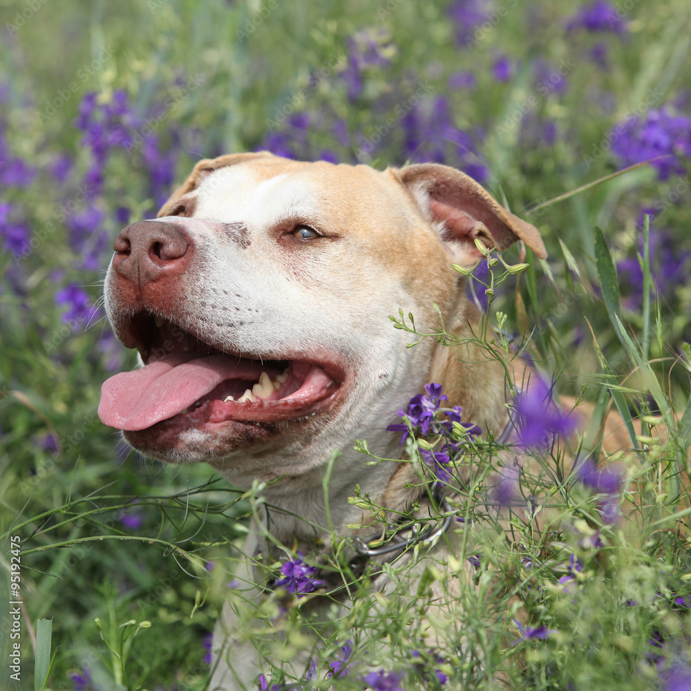Gorgeous American Pit Bull Terrier in flowers