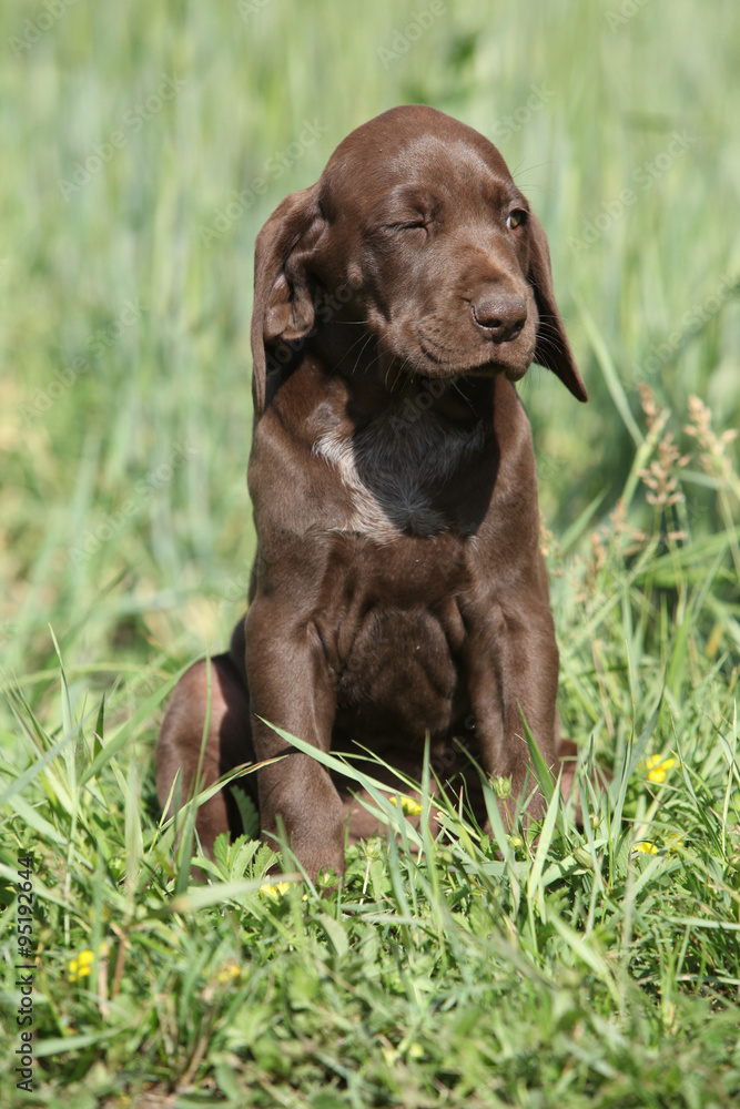 Beautiful puppy od German Shorthaired Pointer Beautiful puppy od German Shorthaired Pointer
