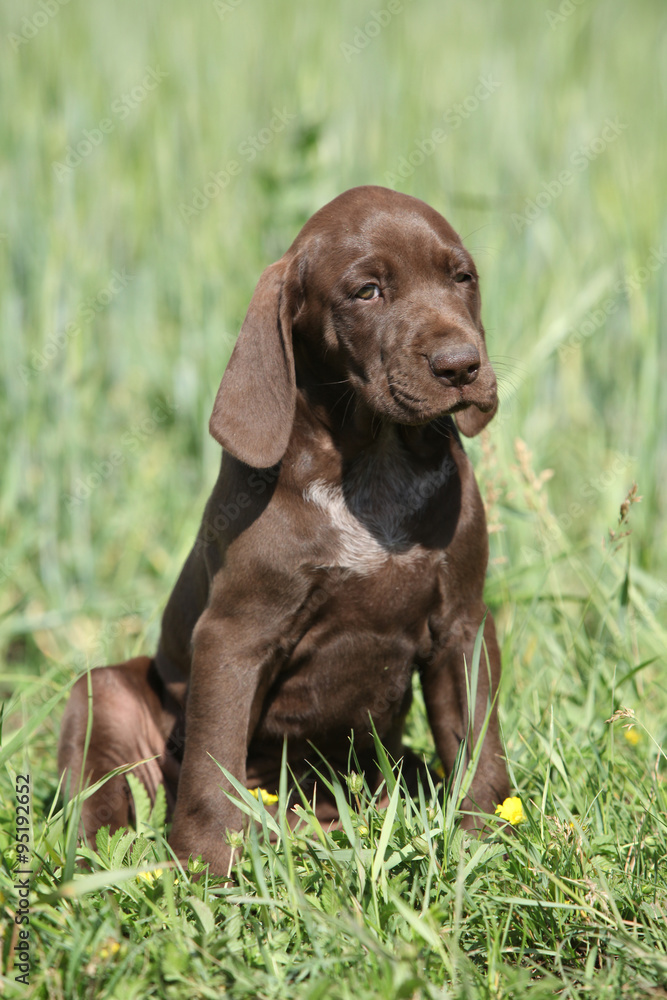 Beautiful puppy od German Shorthaired Pointer Beautiful puppy od German Shorthaired Pointer