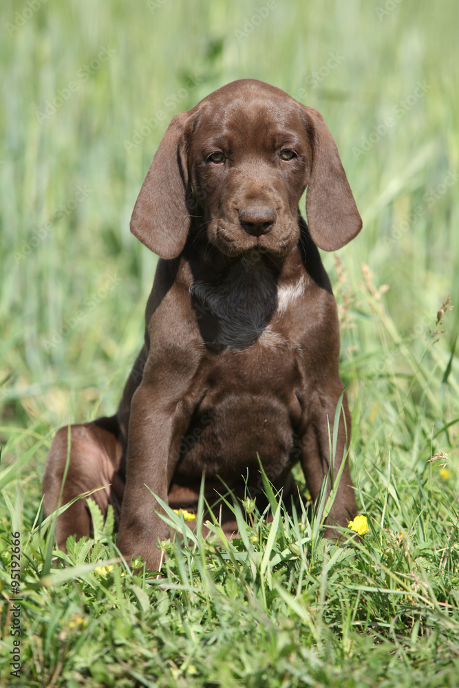 Beautiful puppy od German Shorthaired Pointer