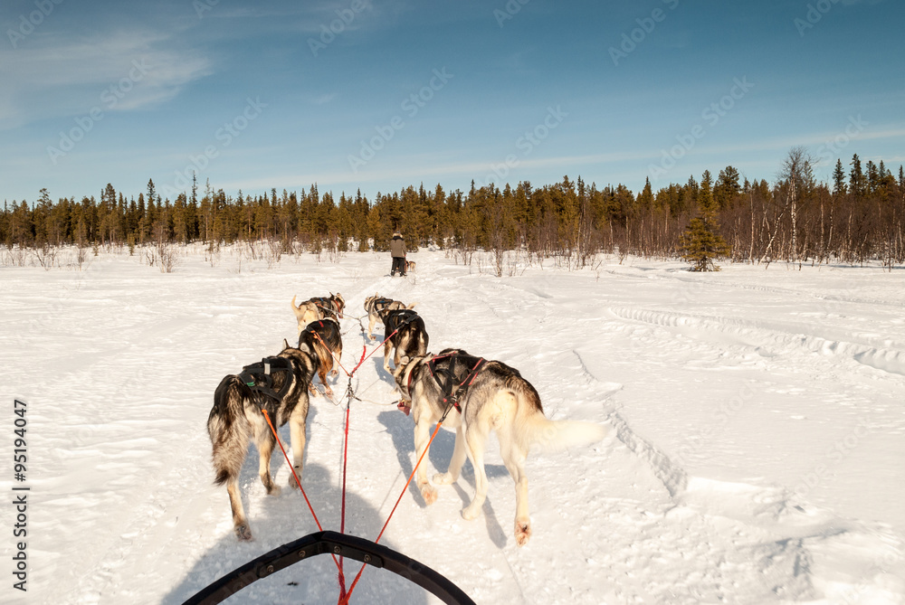 Dog sledding across Swedish Lapland in winter Dog sledding across Swedish Lapland in winter